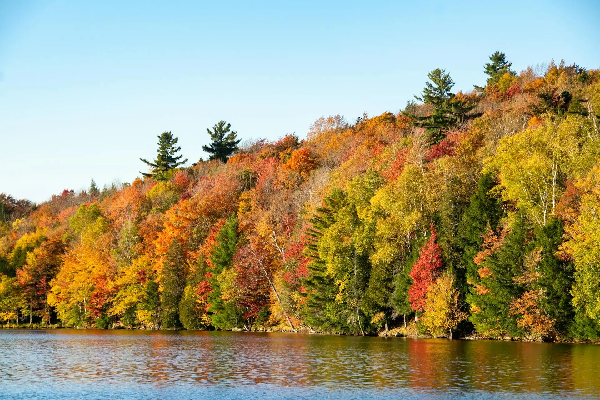 Fall foliage background